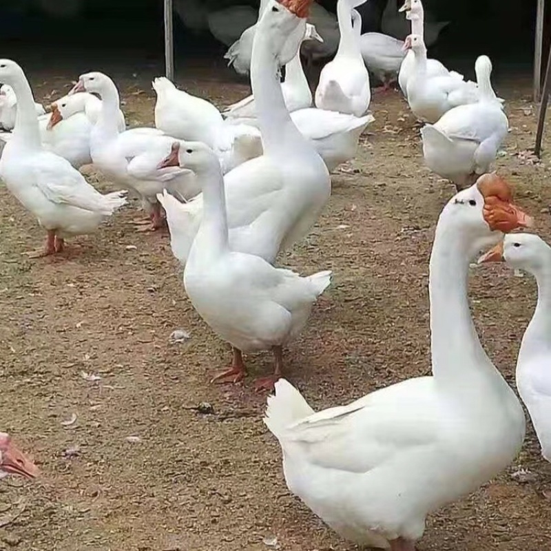 三花大鹅
