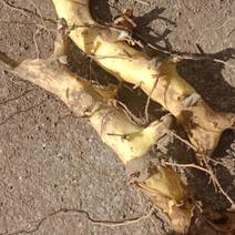 出售东北串龙骨，又名龙骨草根，名种东北野生药材根