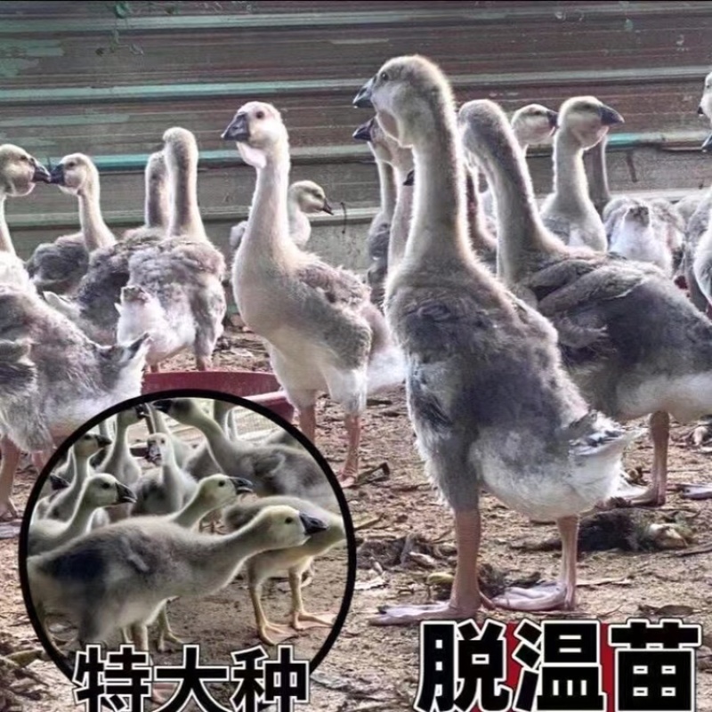 特大种狮头鹅