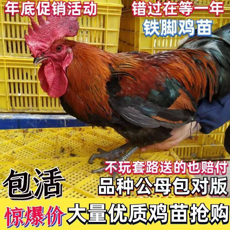 铁脚鸡