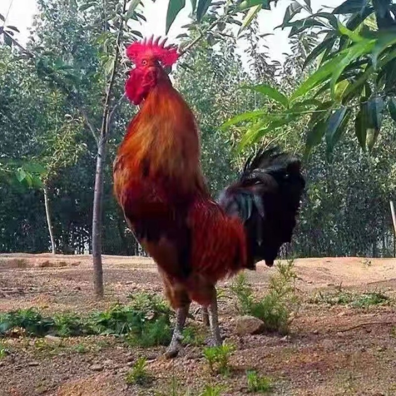 铁脚鸡