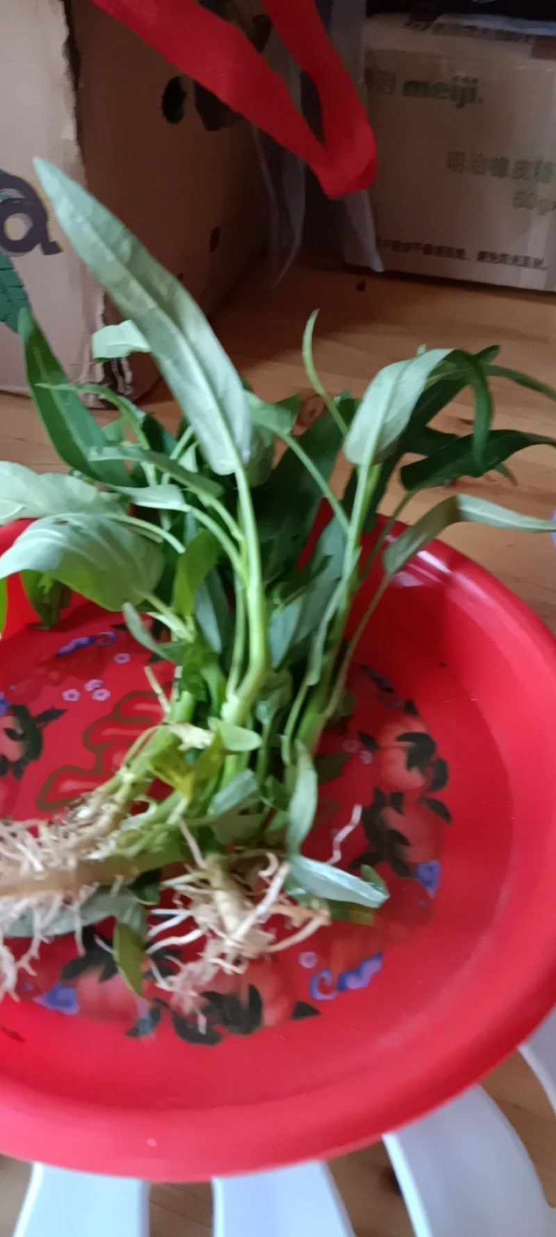 水竹草癌草新鲜野生，带原土发货，三株为—件批发包邮。