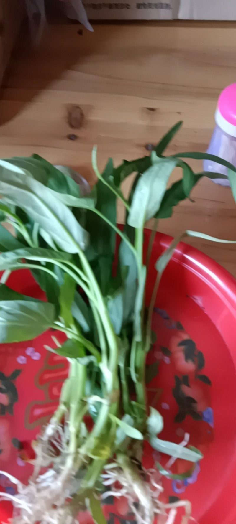 水竹草癌草新鲜野生，带原土发货，三株为—件批发包邮。