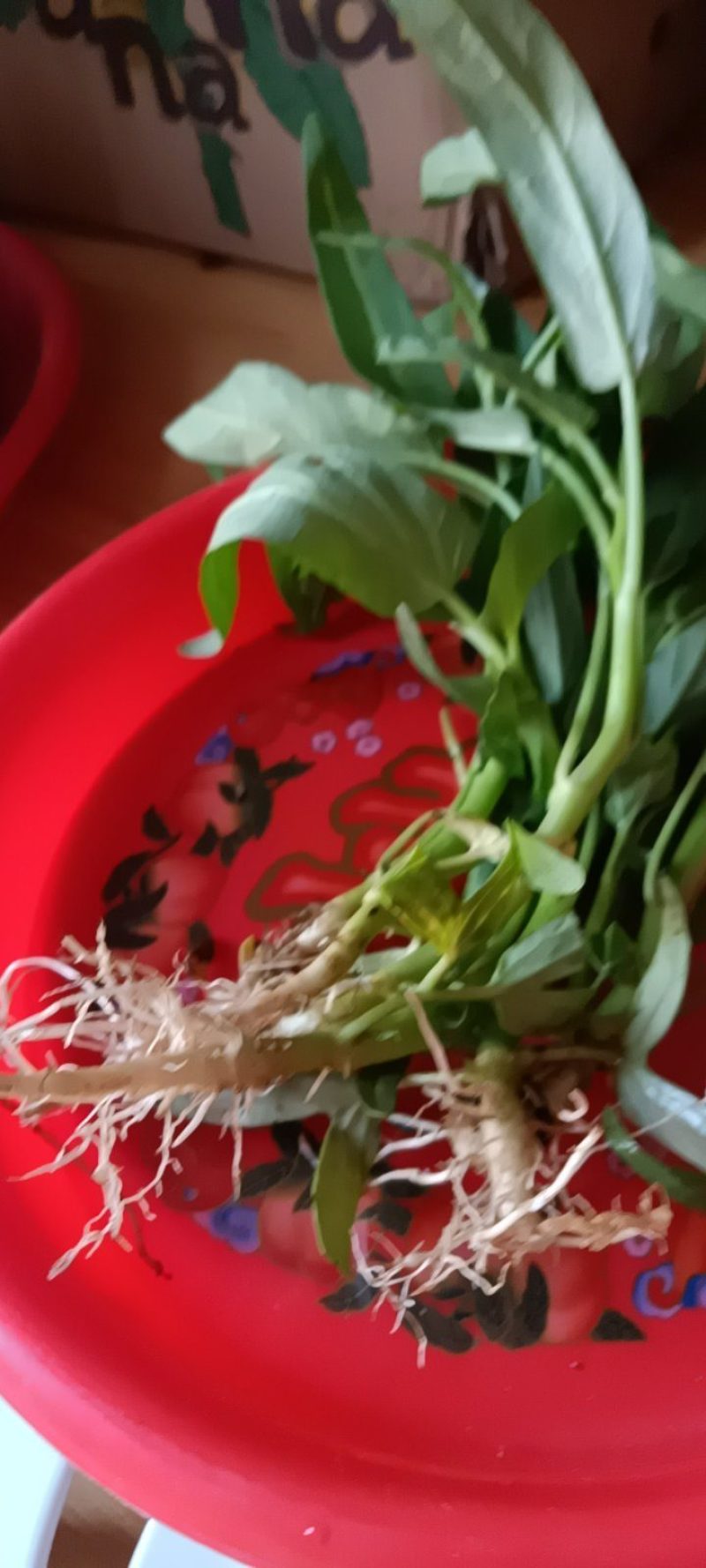 水竹草癌草新鲜野生，带原土发货，三株为—件批发包邮。