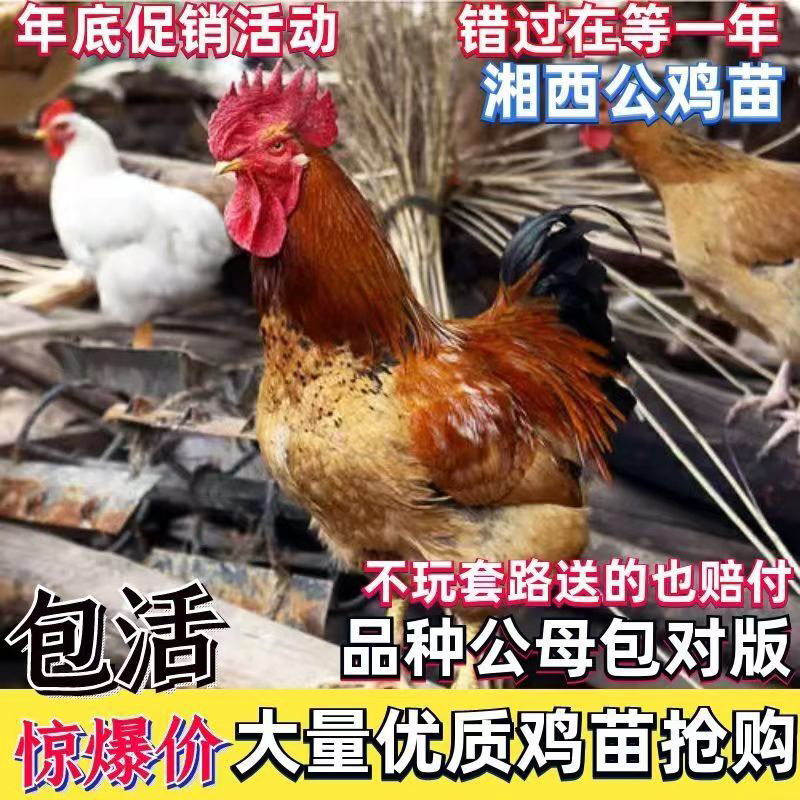 湘西鸡
