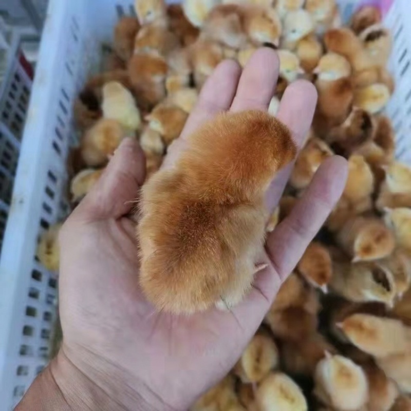 湘西鸡