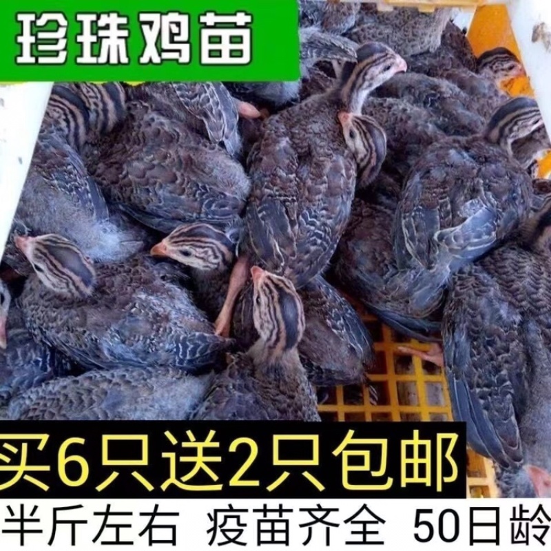 饲养珍珠鸡苗
