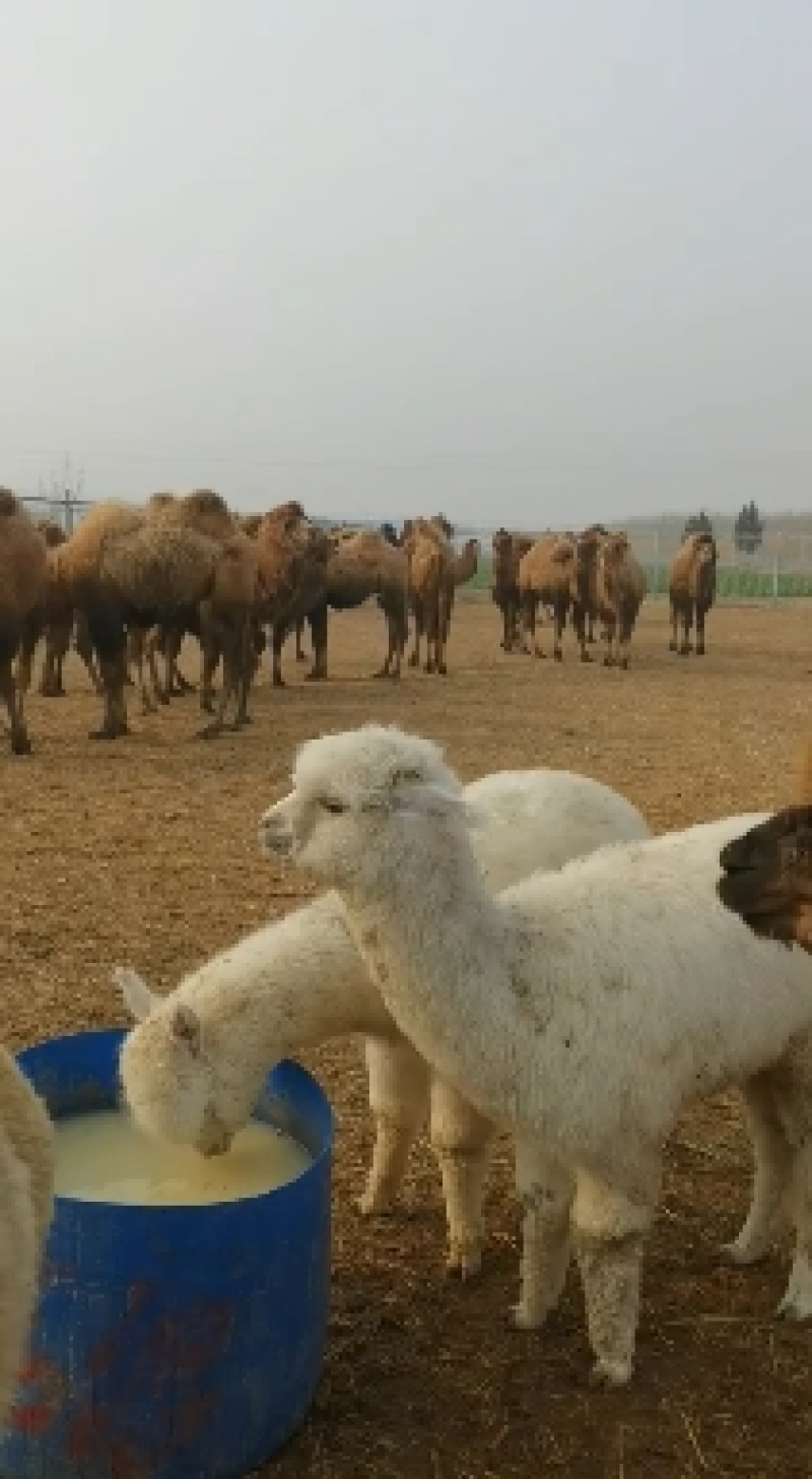 澳洲羊驼草泥马幼崽成年羊驼种公观赏羊驼厂家直销可租赁