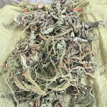 前期青车前草