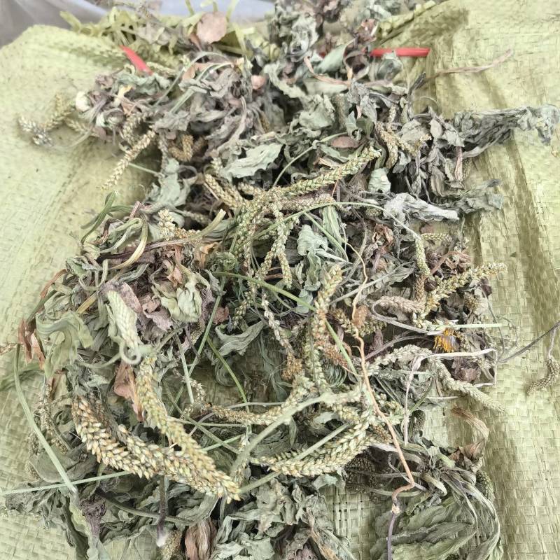 前期青车前草
