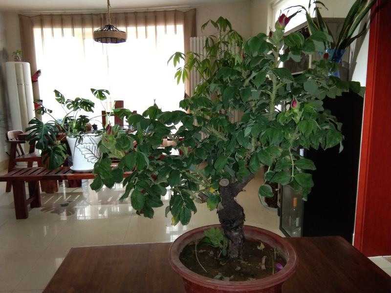 源头产地！翠屏山下玉带河畔，黄河岸边重瓣玫瑰。
