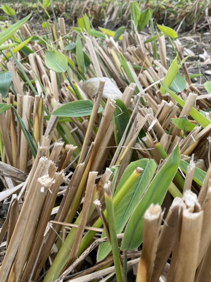 【精品推荐】浙江杭州再生花，水生植物，常年供应