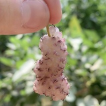 鲜桑果.新鲜桑果.新鲜桑葚种植基地批发.新鲜桑葚寻加工厂