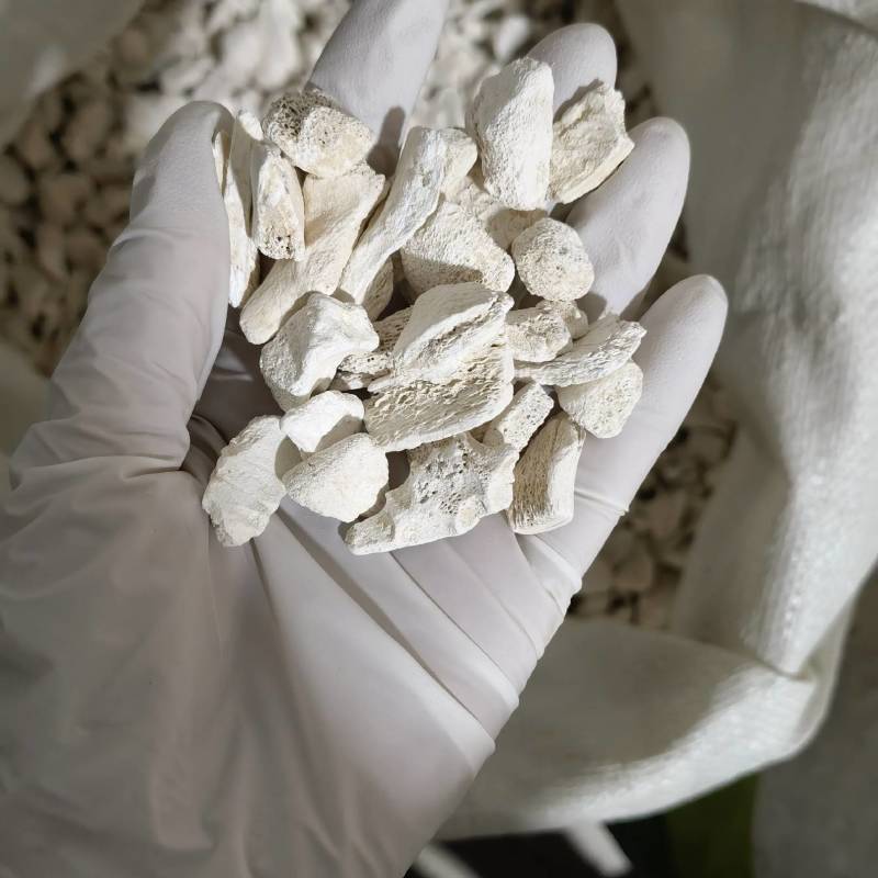 龙骨粉实图拍摄当天发货物美价廉重在品质欢迎选购