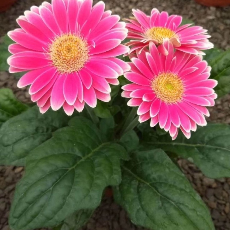 【菊花】精品非洲菊又名扶郎花现采现发欢迎采购