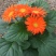 【菊花】精品非洲菊又名扶郎花现采现发欢迎采购