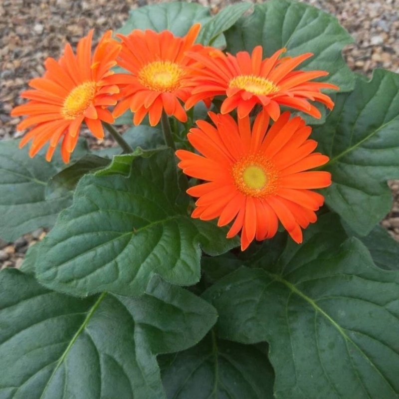【菊花】精品非洲菊又名扶郎花现采现发欢迎采购
