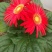 【菊花】精品非洲菊又名扶郎花现采现发欢迎采购