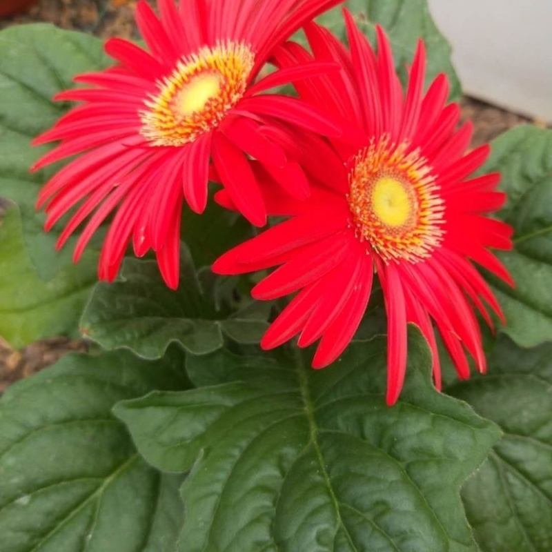 【菊花】精品非洲菊又名扶郎花现采现发欢迎采购