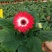 【菊花】精品非洲菊又名扶郎花现采现发欢迎采购