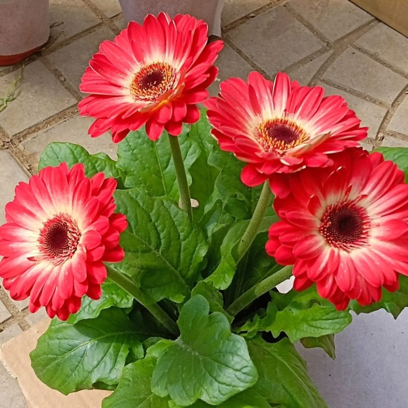【菊花】精品非洲菊又名扶郎花现采现发欢迎采购