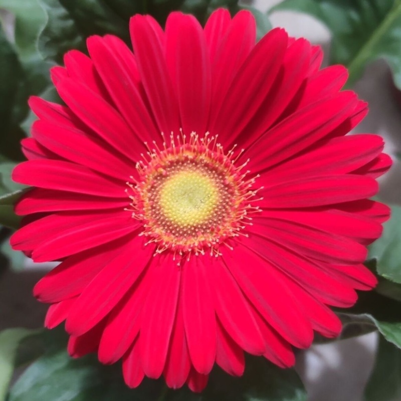 【菊花】精品非洲菊又名扶郎花现采现发欢迎采购