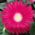 【菊花】精品非洲菊又名扶郎花现采现发欢迎采购