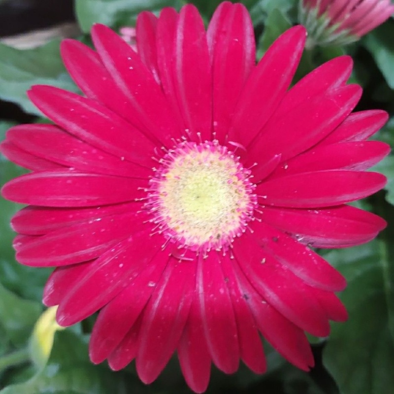 【菊花】精品非洲菊又名扶郎花现采现发欢迎采购