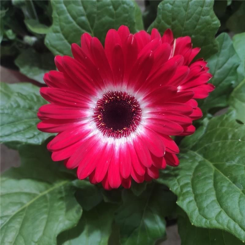 【菊花】精品非洲菊又名扶郎花现采现发欢迎采购