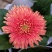 【菊花】精品非洲菊又名扶郎花现采现发欢迎采购