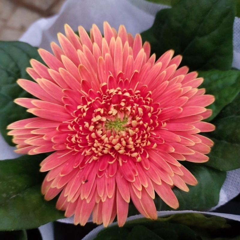 【菊花】精品非洲菊又名扶郎花现采现发欢迎采购