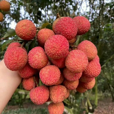 荔枝