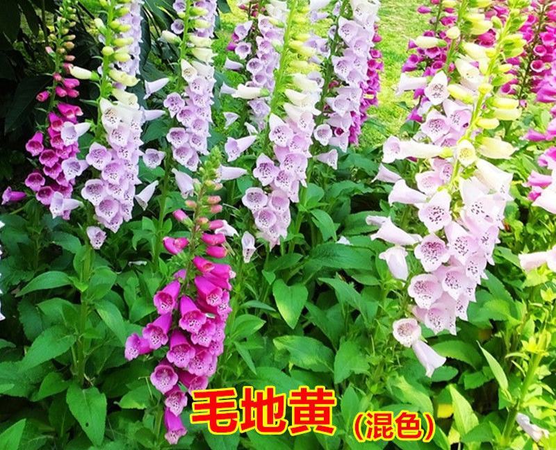 毛地黄种子混色四季易种趣味观赏盆栽花多年生花园花境花卉