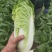 娃娃菜半毛菜