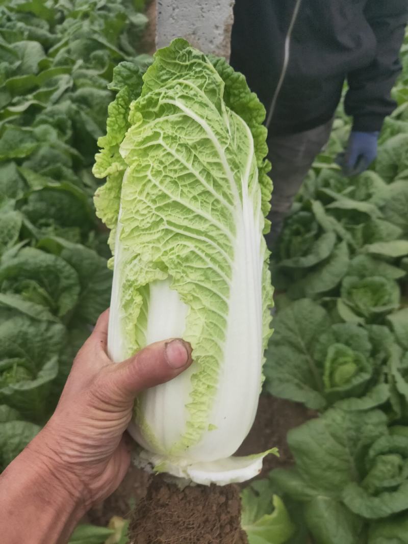 娃娃菜半毛菜