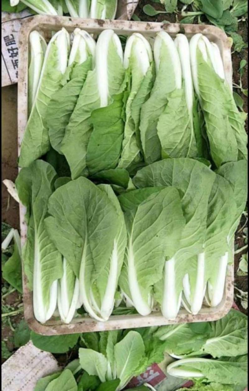 安徽精品快菜一手货源基地直发质量保障视频看货诚信合作