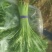 光杆茼蒿、大棚茼蒿、小把一斤左右、长期有货