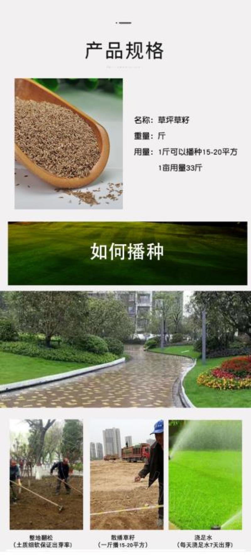 草坪种子四季青庭院耐旱耐踩黑麦草狗牙根草子种护坡绿化种子