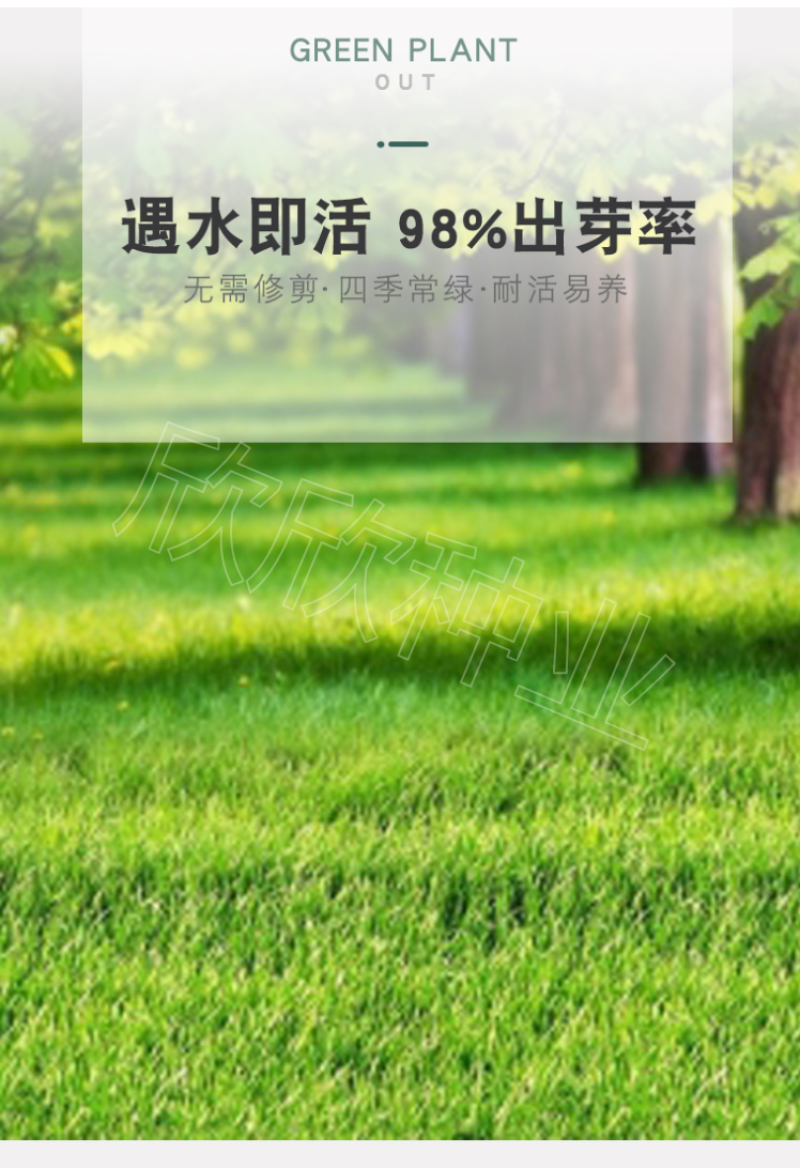 草坪种子四季青庭院耐旱耐踩黑麦草狗牙根草子种护坡绿化种子