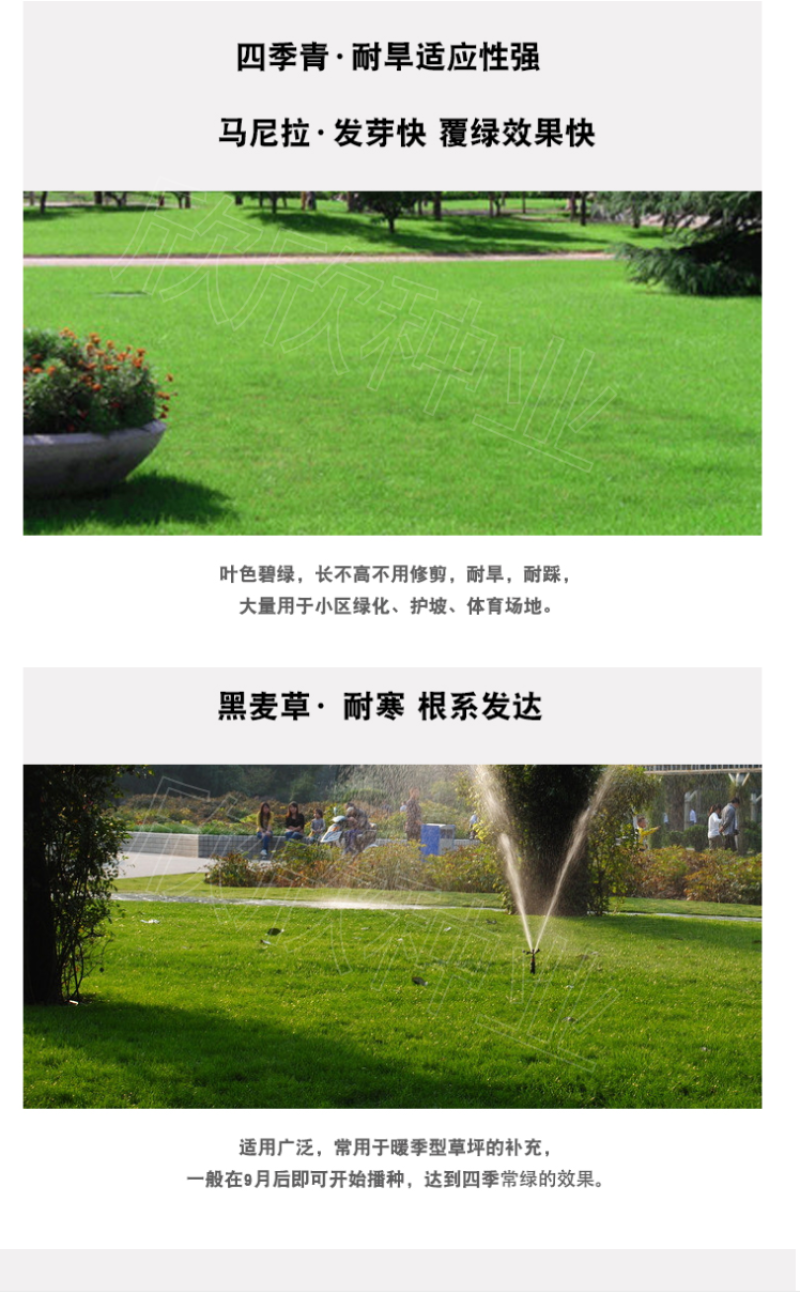 草坪种子四季青庭院耐旱耐踩黑麦草狗牙根草子种护坡绿化种子