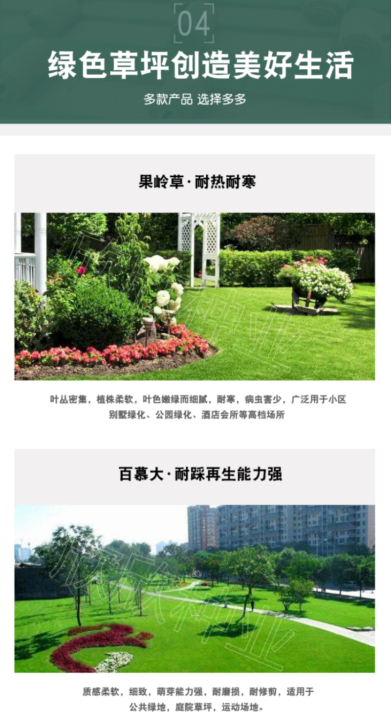 草坪种子四季青庭院耐旱耐踩黑麦草狗牙根草子种护坡绿化种子