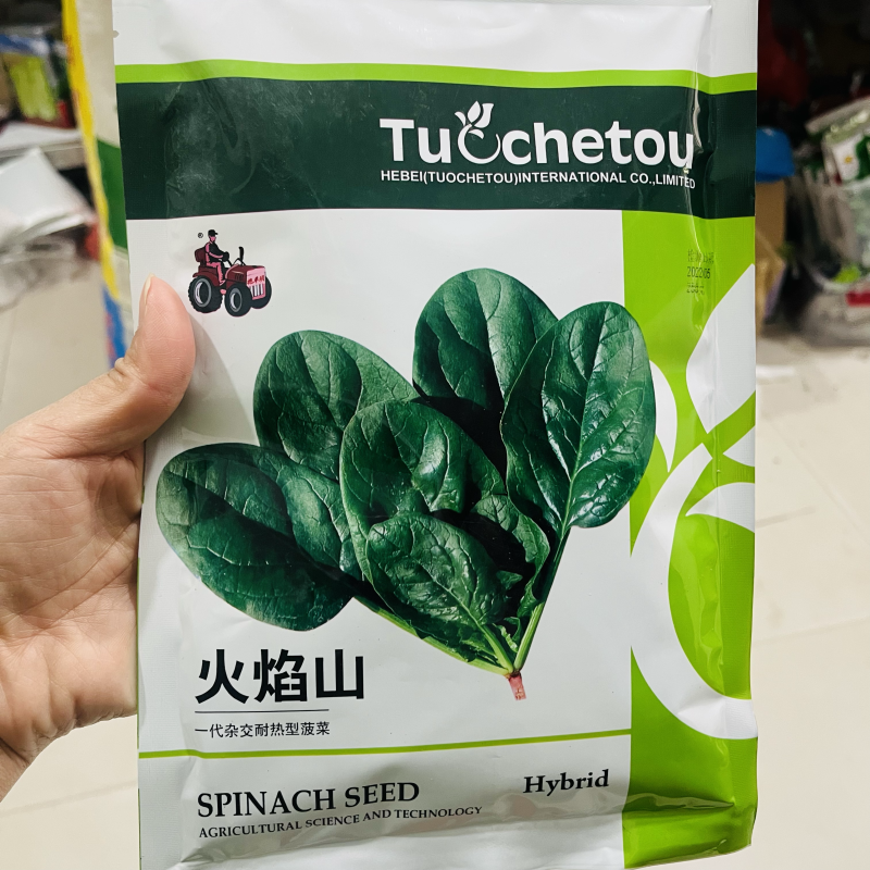 火焰山进口菠菜种子籽四季高产抗病耐热圆叶