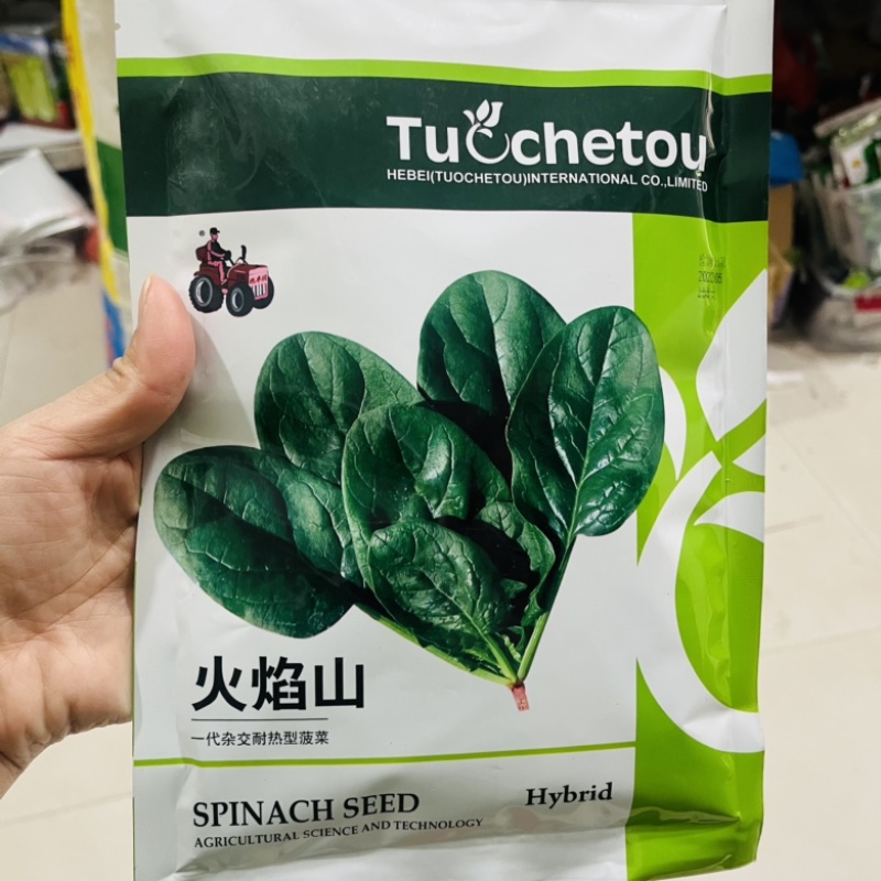 火焰山进口菠菜种子籽四季高产抗病耐热圆叶