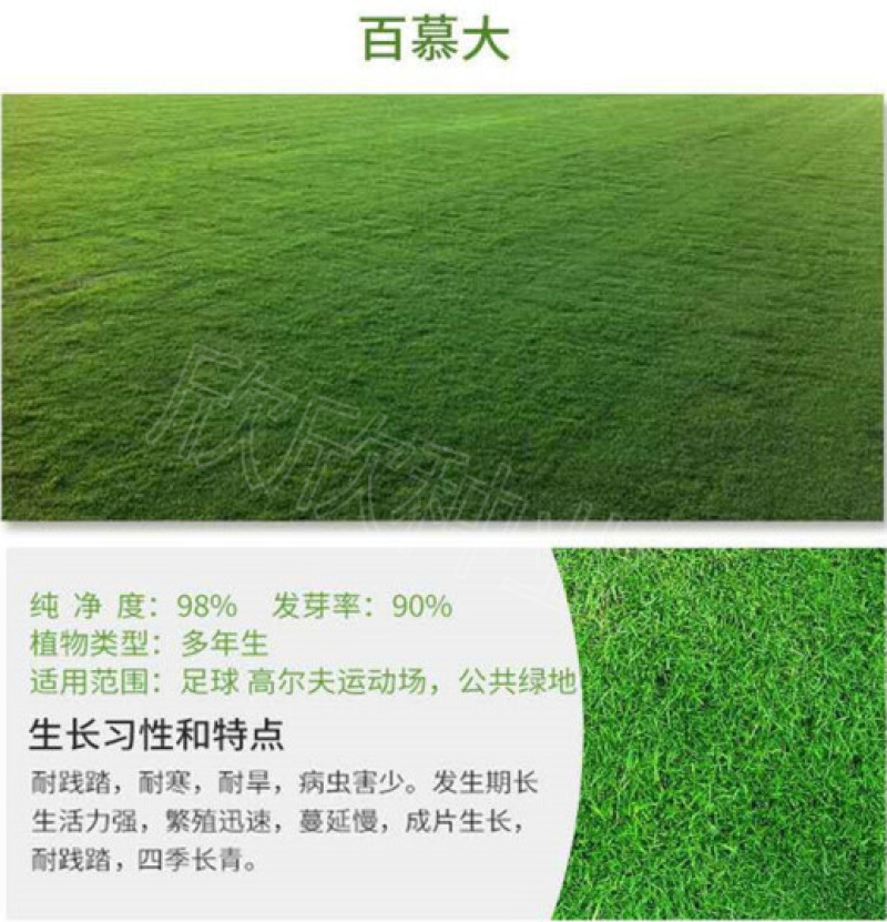 草坪种子四季青庭院耐旱耐踩黑麦草狗牙根草子种护坡绿化种子