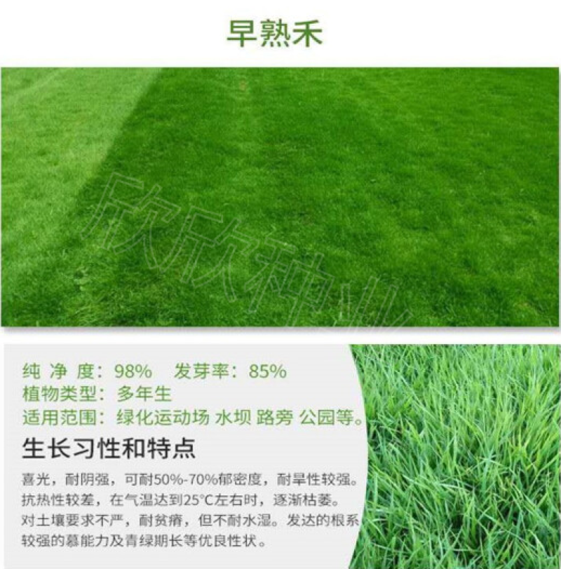 草坪种子四季青庭院耐旱耐踩黑麦草狗牙根草子种护坡绿化种子