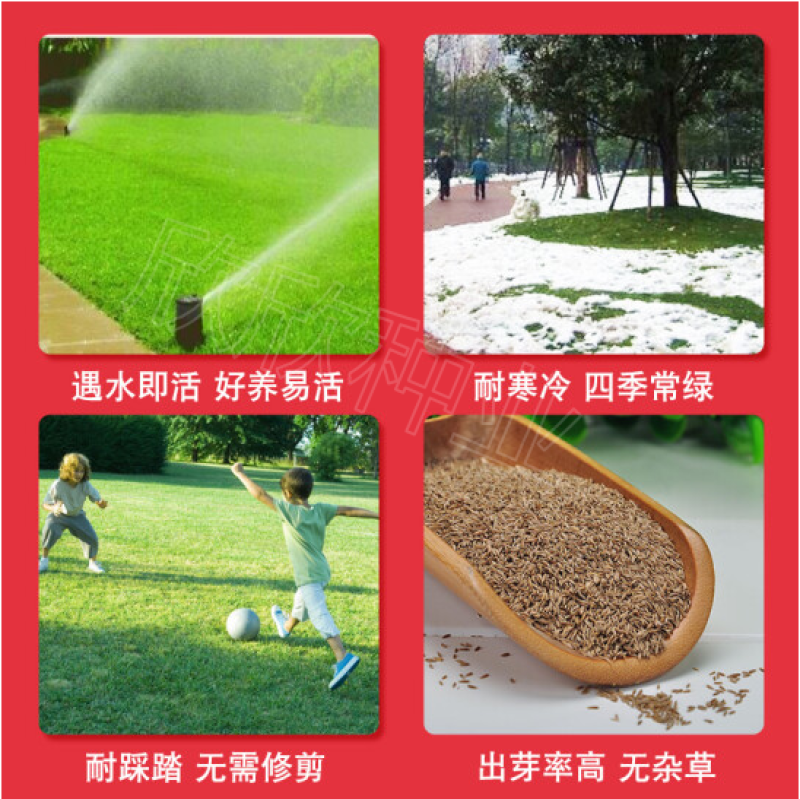 草坪种子四季青庭院耐旱耐踩黑麦草狗牙根草子种护坡绿化种子