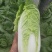 娃娃菜半毛菜