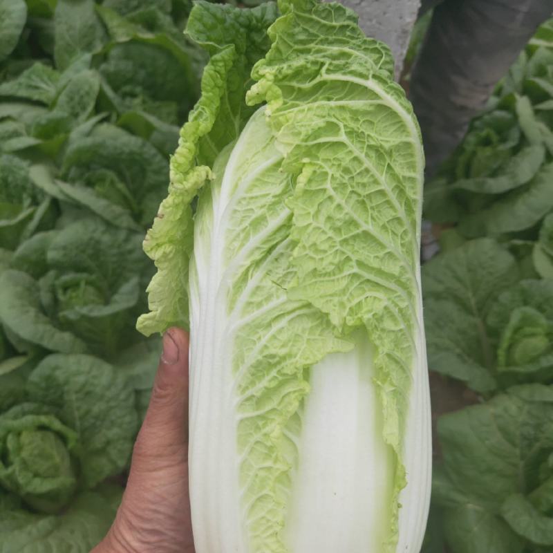 娃娃菜半毛菜