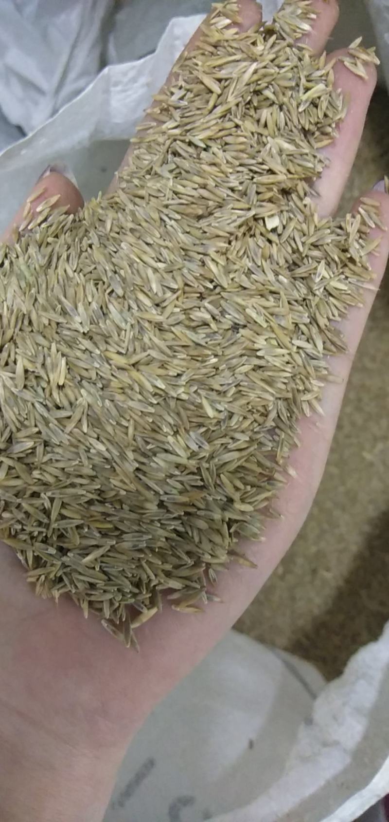 草坪种子四季青庭院耐旱耐踩黑麦草狗牙根草子种护坡绿化种子