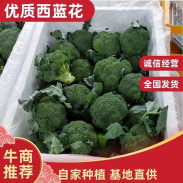 河南太康西兰花新鲜蔬菜青花菜绿菜花农家自种时令蔬菜